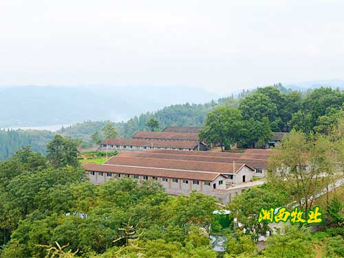 沅陵縣湘西黑豬養(yǎng)殖產(chǎn)業(yè)園園區(qū)實(shí)景圖