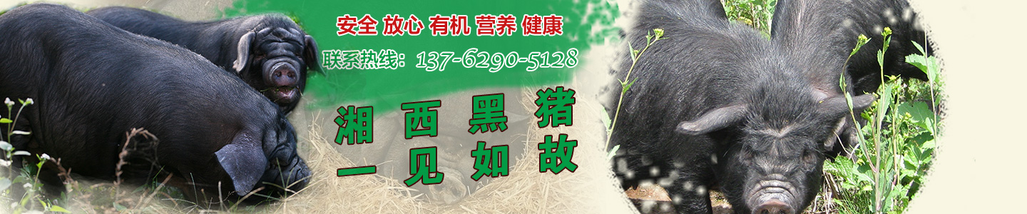 湖南湘西牧業(yè)有限公司-湖南省牧業(yè)|湖南省湘西黑豬養(yǎng)殖場|湖南黑豬種豬